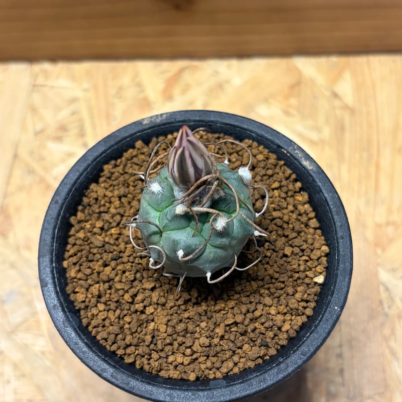 ツルビニカルプス 鳥城丸 赤花 | GREEN LUCK