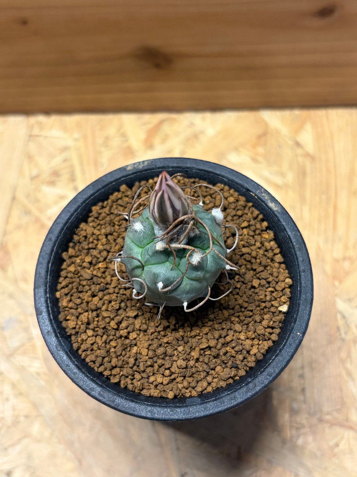 ツルビニカルプス 鳥城丸 赤花 | GREEN LUCK