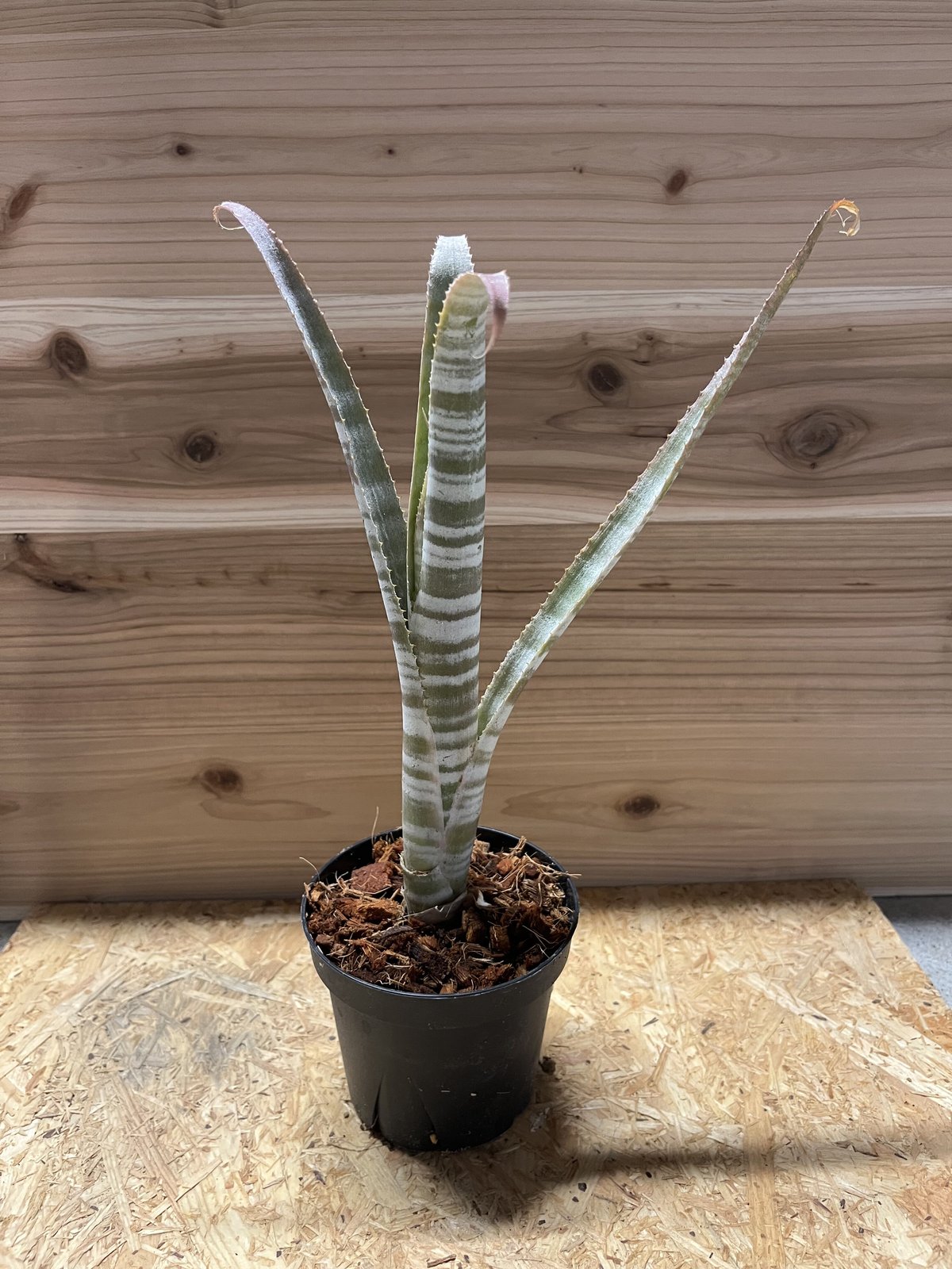 ビルベルギア ブラジリエンシス | GREEN LUCK