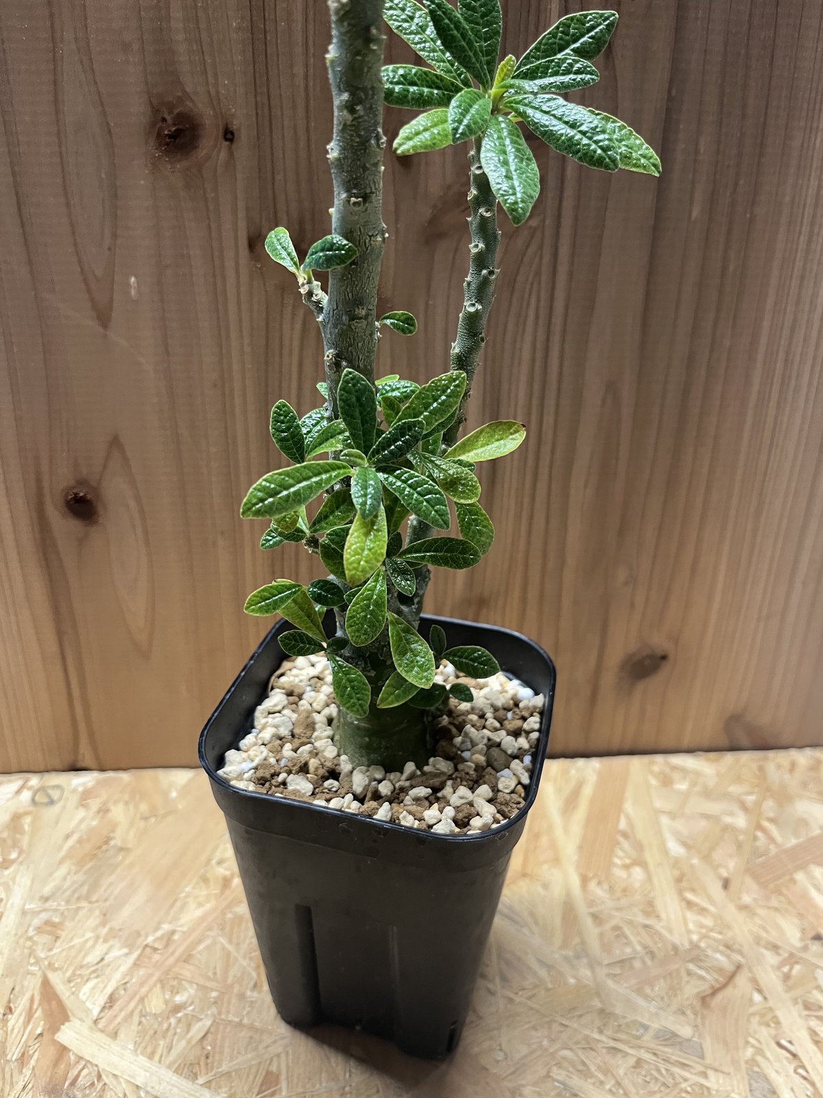 ドルステニア ギガス ドルステニア ギガス | GREEN LUCK