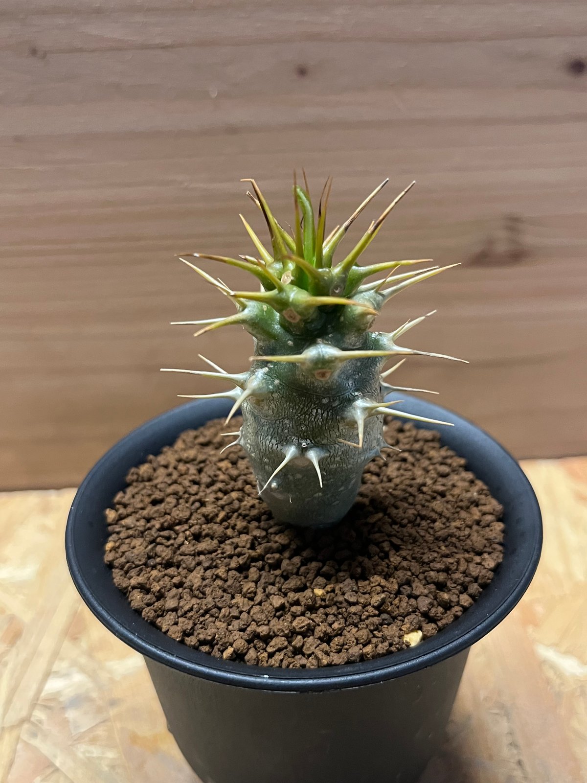 パキポディウム アンボンゲンセ | GREEN LUCK