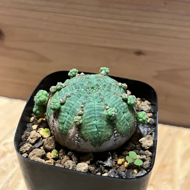 ユーフォルビア オベサ 子吹きオベサ シンメトリカ | GREEN LUCK