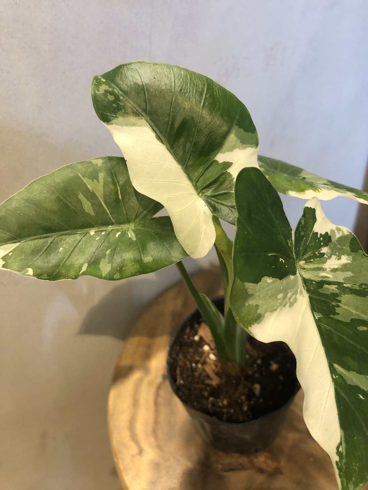 斑入りクワズイモ 斑入りクワズイモ オキナワシルバー | GREEN LUCK