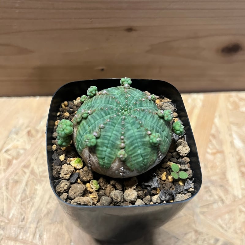 ハ*オ様 ④ ユーフォルビア シンメトリカ 実生 増稜 ハ*オ様 ④ ユーフォルビア シンメトリカ 実生 増稜 ④ ユーフォルビア