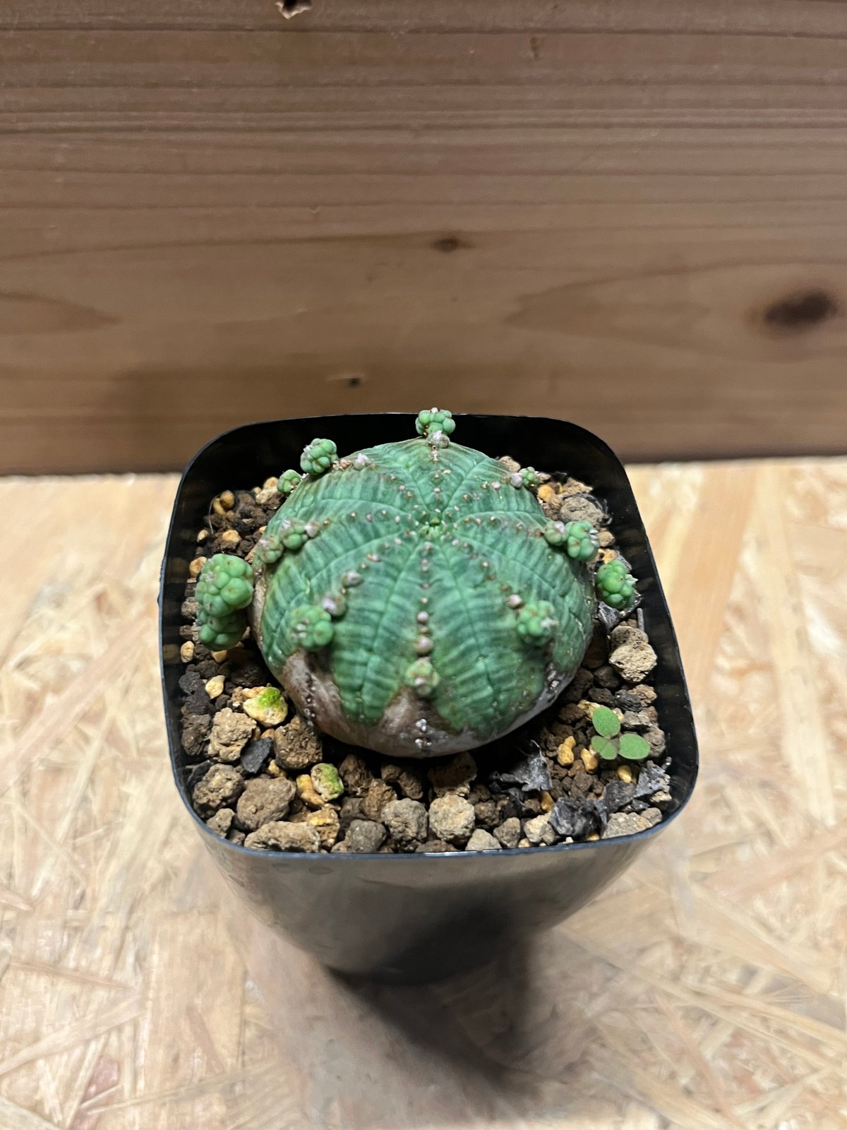 ユーフォルビア オベサ 子吹きオベサ シンメトリカ | GREEN LUCK