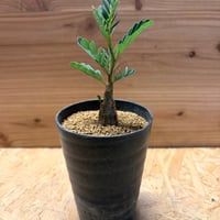 アガベ ユタエンシス エボリスピナ 陽炎 未発根 | GREEN LUCK