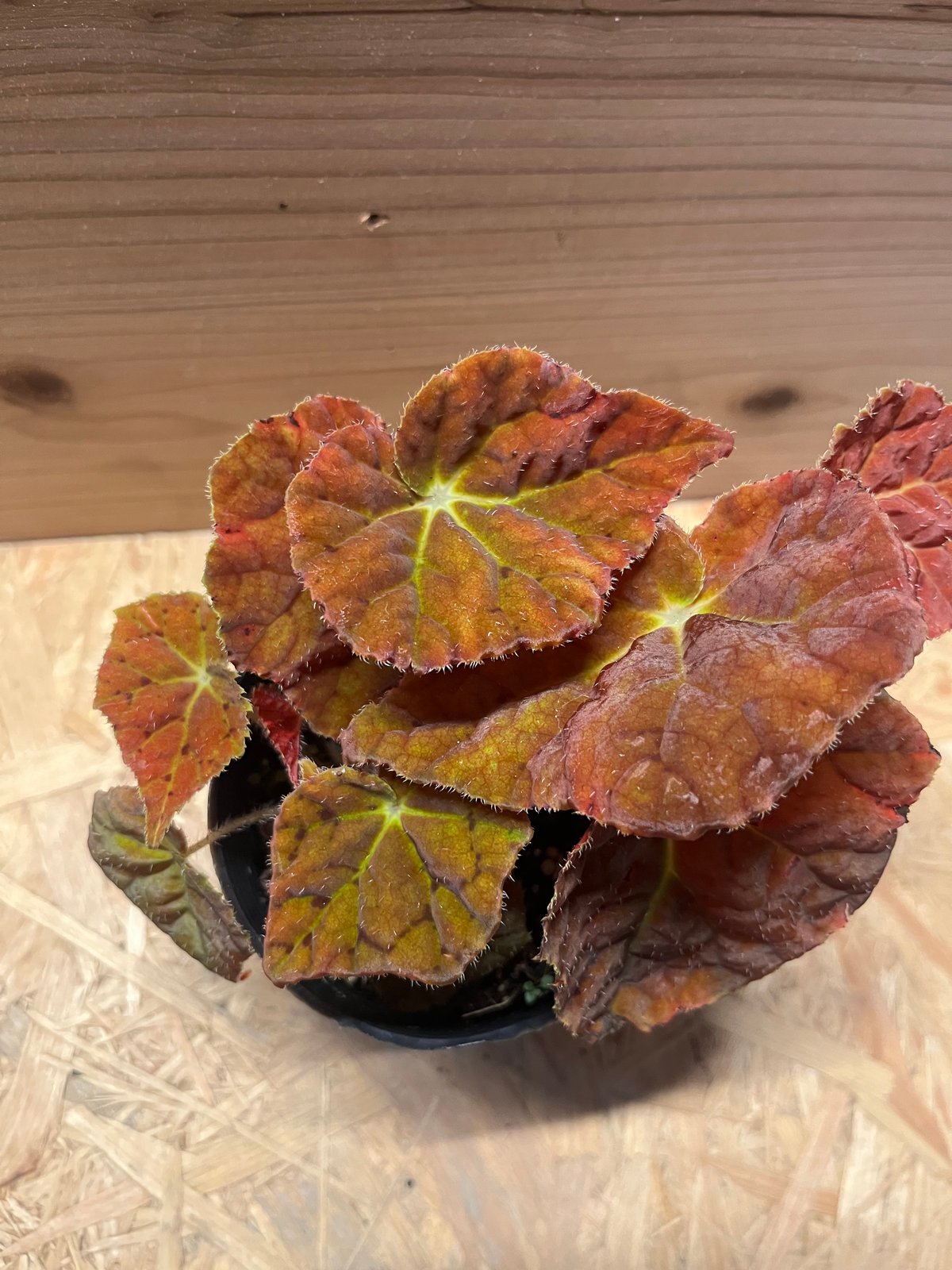 ベゴニア オータムエンバー | GREEN LUCK