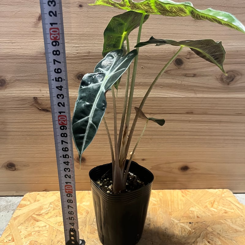 アロカシア アマゾニカ ポリー ピンクバリエガータ | GREEN LUCK