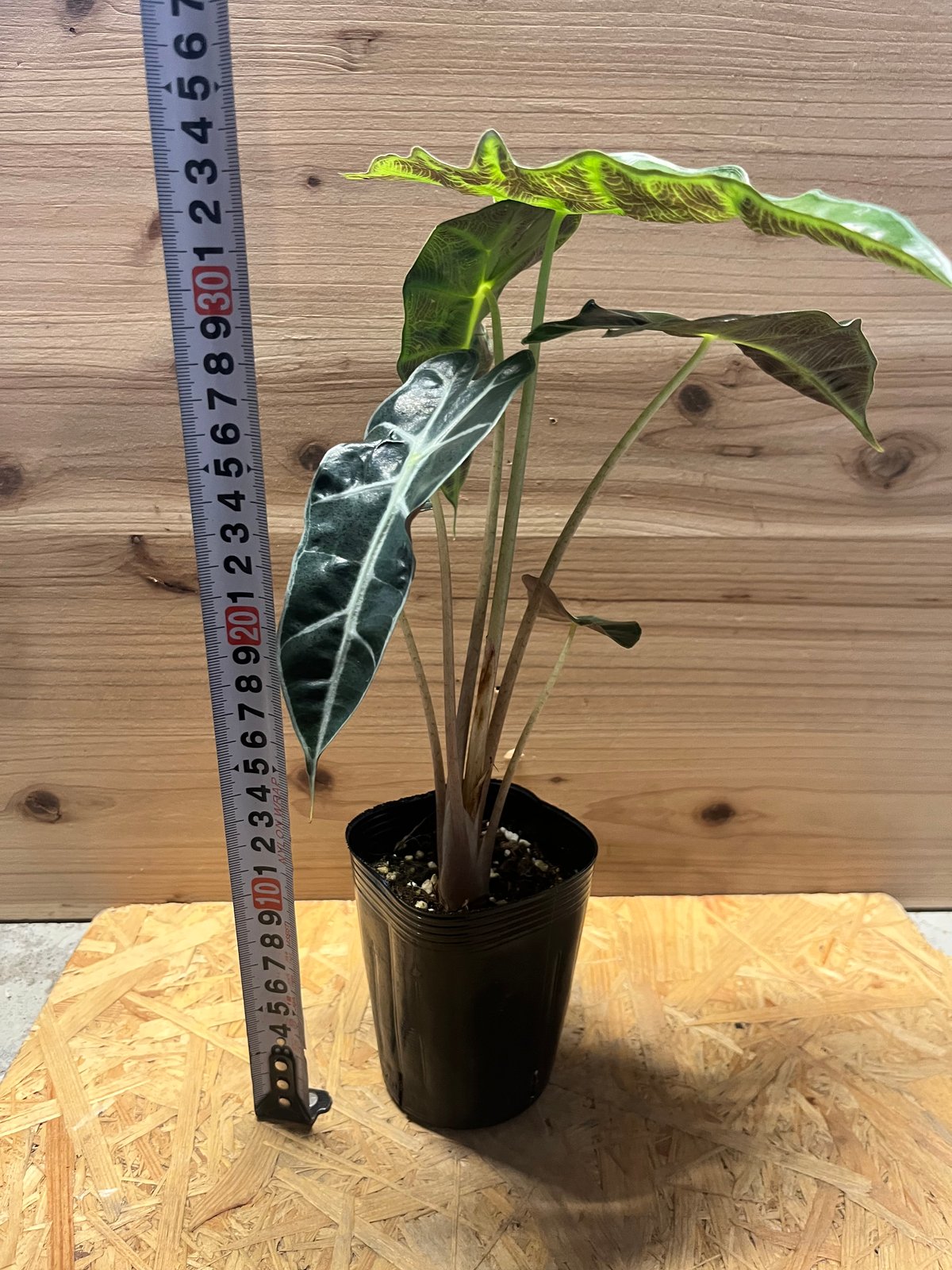 極斑入り アロカシア アマゾニカ ピンク アロカシア アマゾニカ ピンク 斑入り 鉢のまま発送