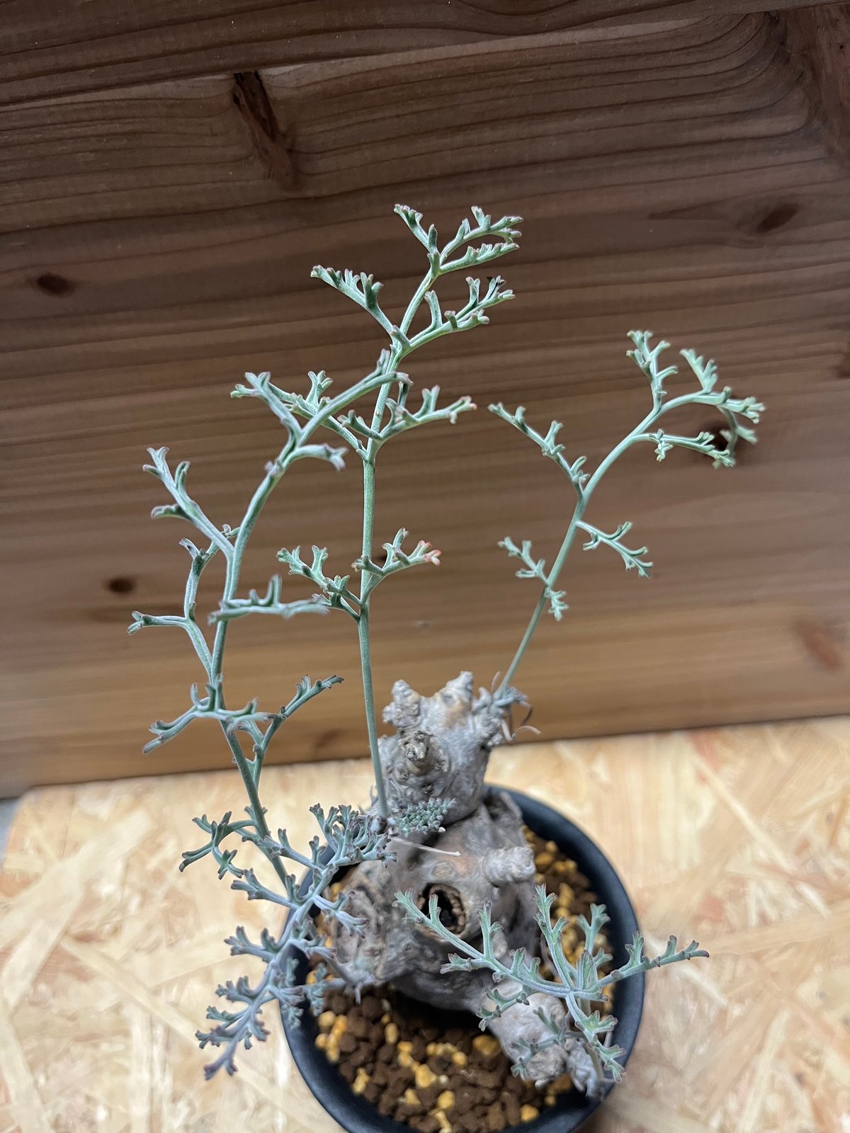 ペラルゴニウム クリズミフォリウム | GREEN LUCK