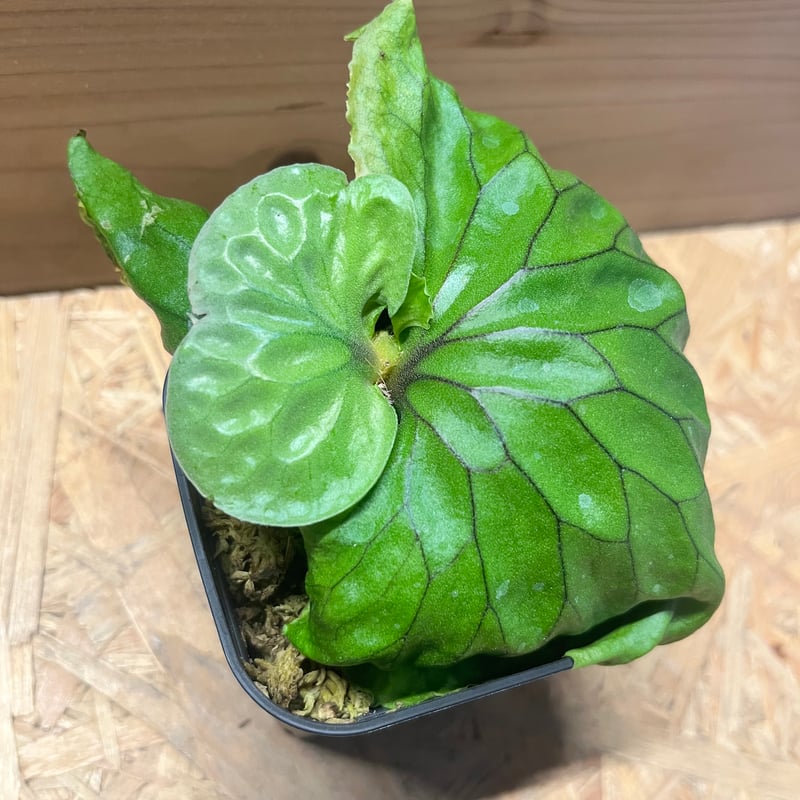 P．madagascariense ②　マダガスカリエンセ　子株　ビカクシダ ビカクシダ『マダガスカリエンセ』 | Planet Plants プラネット