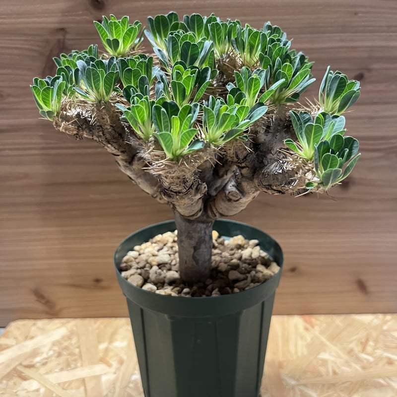 Euphorbia guillauminiana ☆ ユーフォルビア ギラウミニアナ 特選株