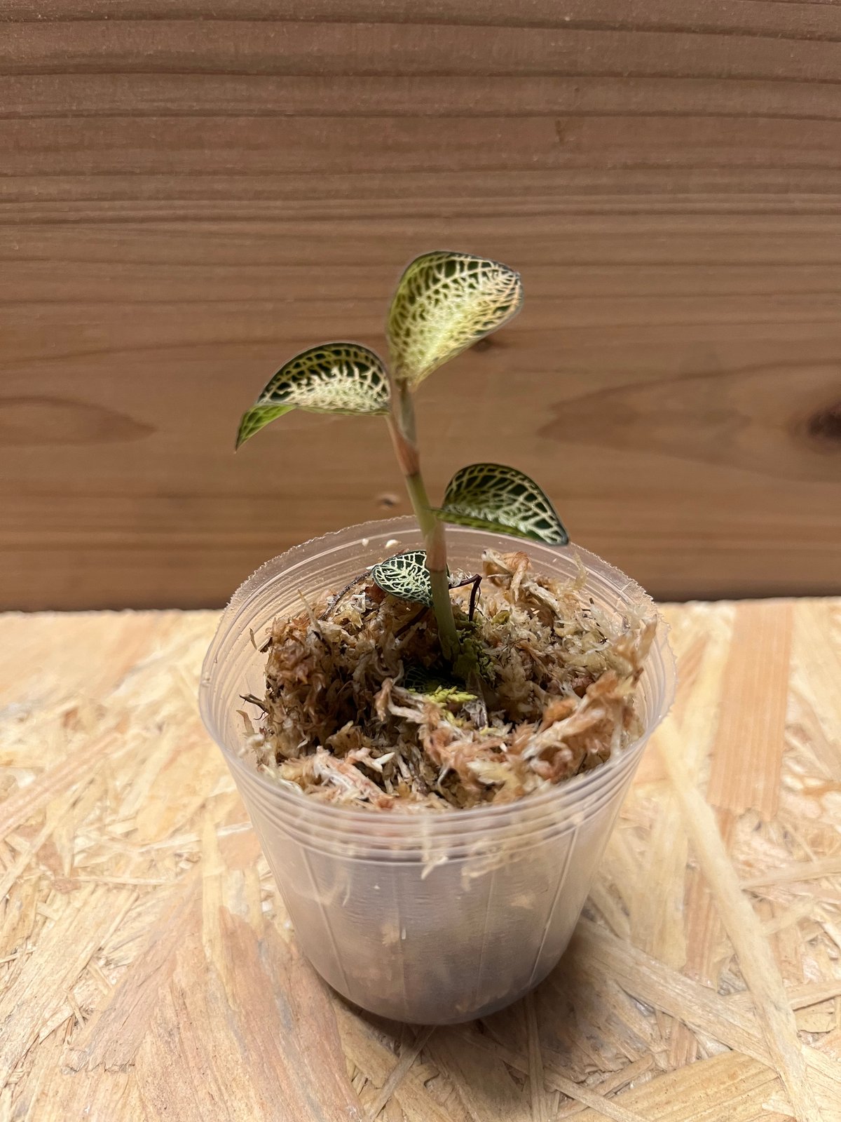 アネクトキルスロクスバーギーゴールドベイン ジュエルオーキッド　良大株 2025年最新】ジュエルオーキッド ゴールドの人気アイテム - メルカリ