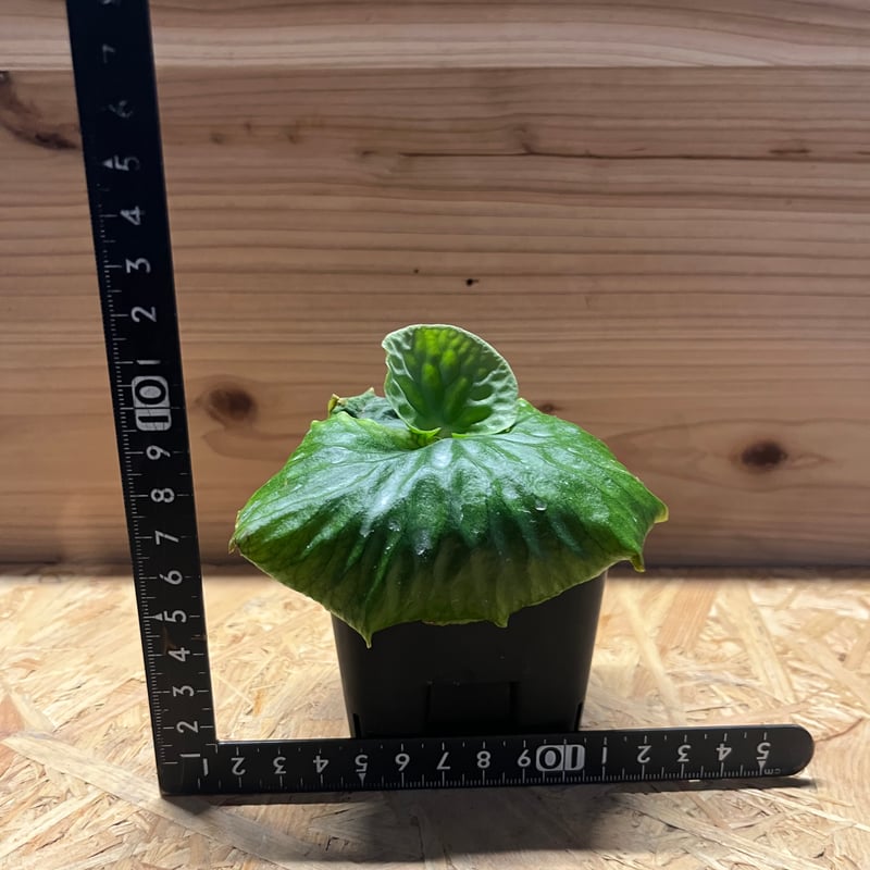 ビカクシダ マダガスカリエンセ | GREEN LUCK