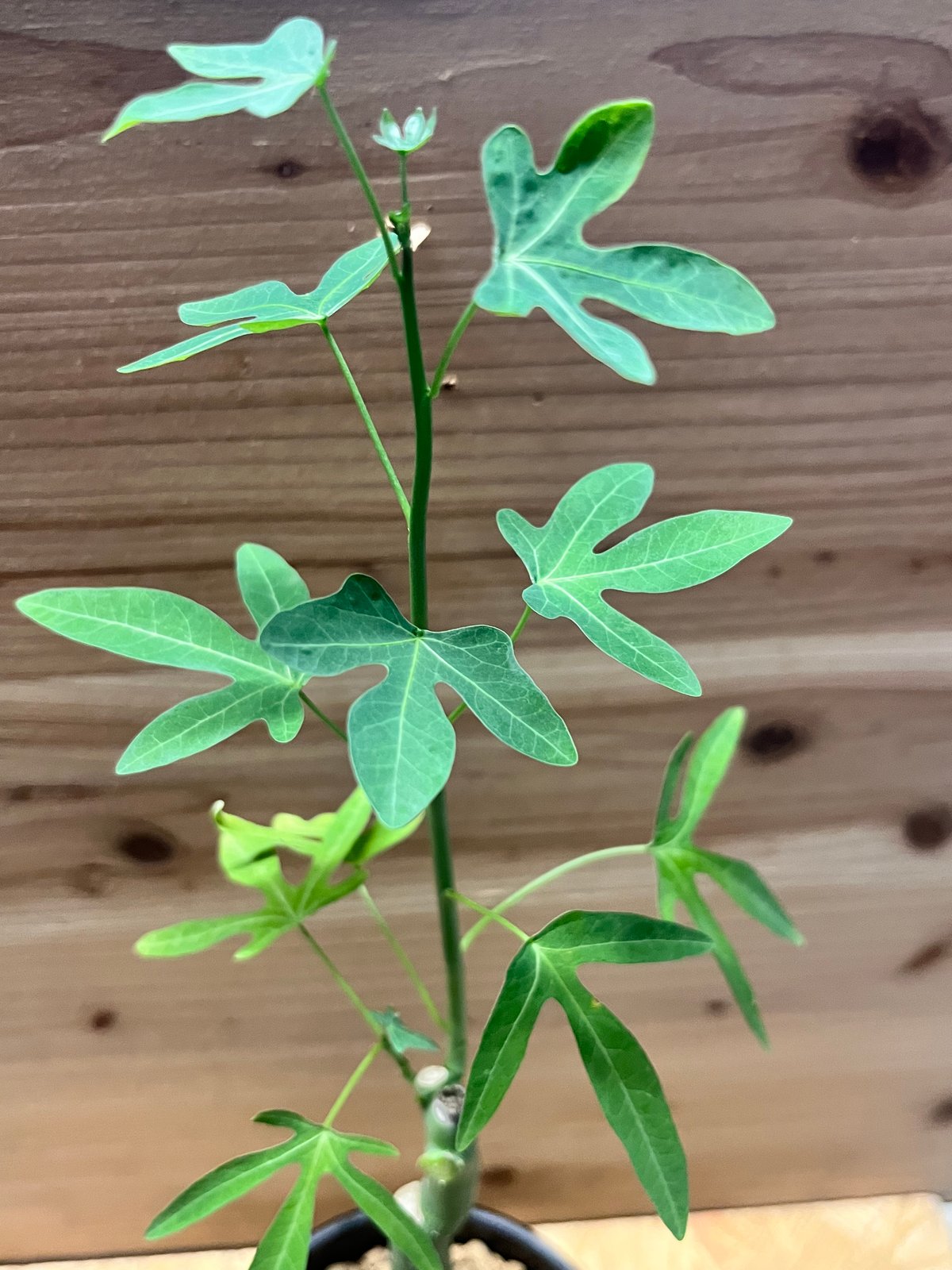 アデニア ベネナータ | GREEN LUCK