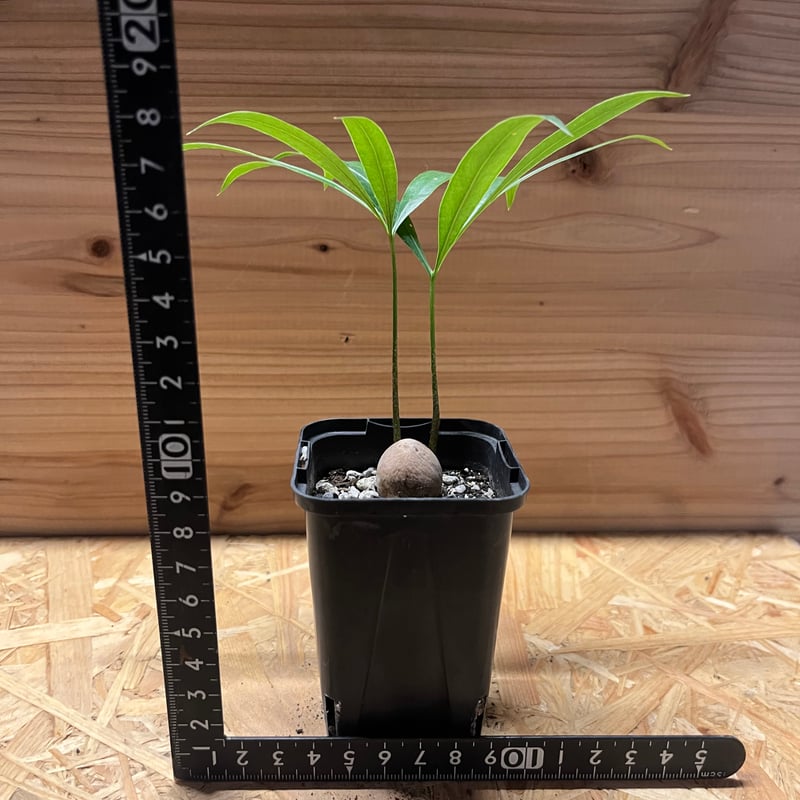 【お盆セール】サイカス・デバオエンシス ① / ソテツ 希少 レア 入手困難 サイカス デバオエンシス | GREEN LUCK