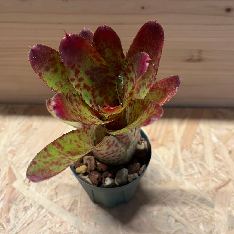 Neoregelia olens 子株 ネオレゲリア オレンス | GREEN LUCK