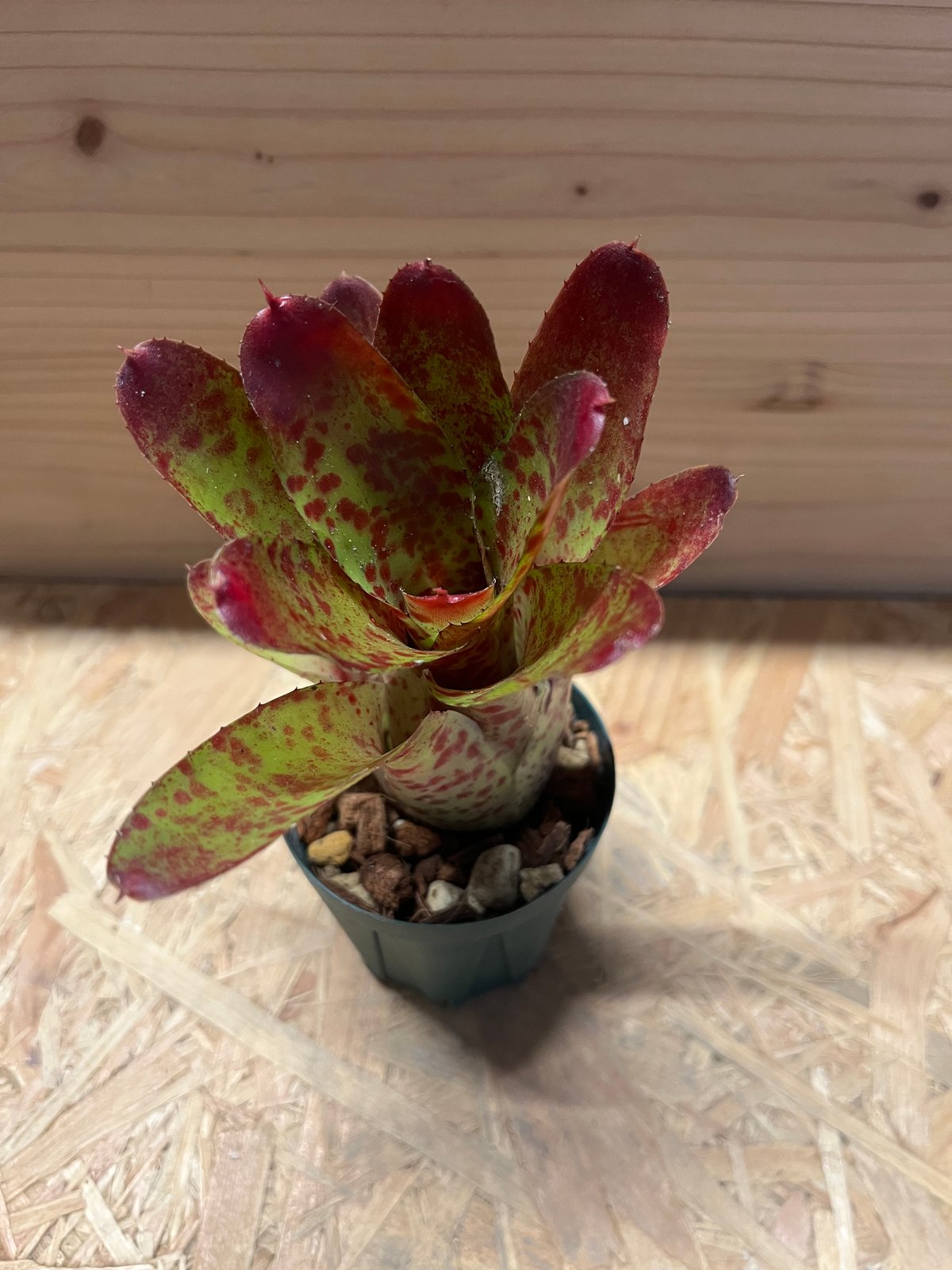 ネオレゲリア オレンス | GREEN LUCK