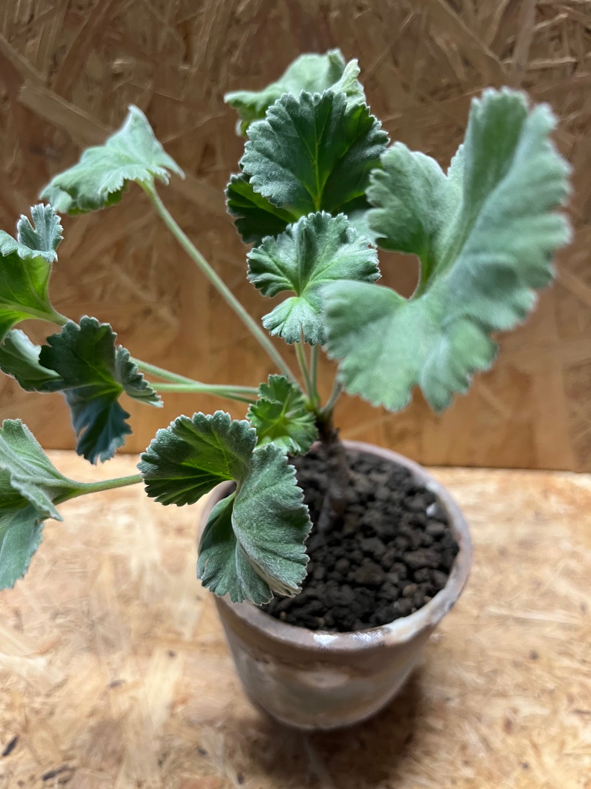 ペラルゴニウム ミラビレ×伝市鉢 穴窯 | GREEN LUCK