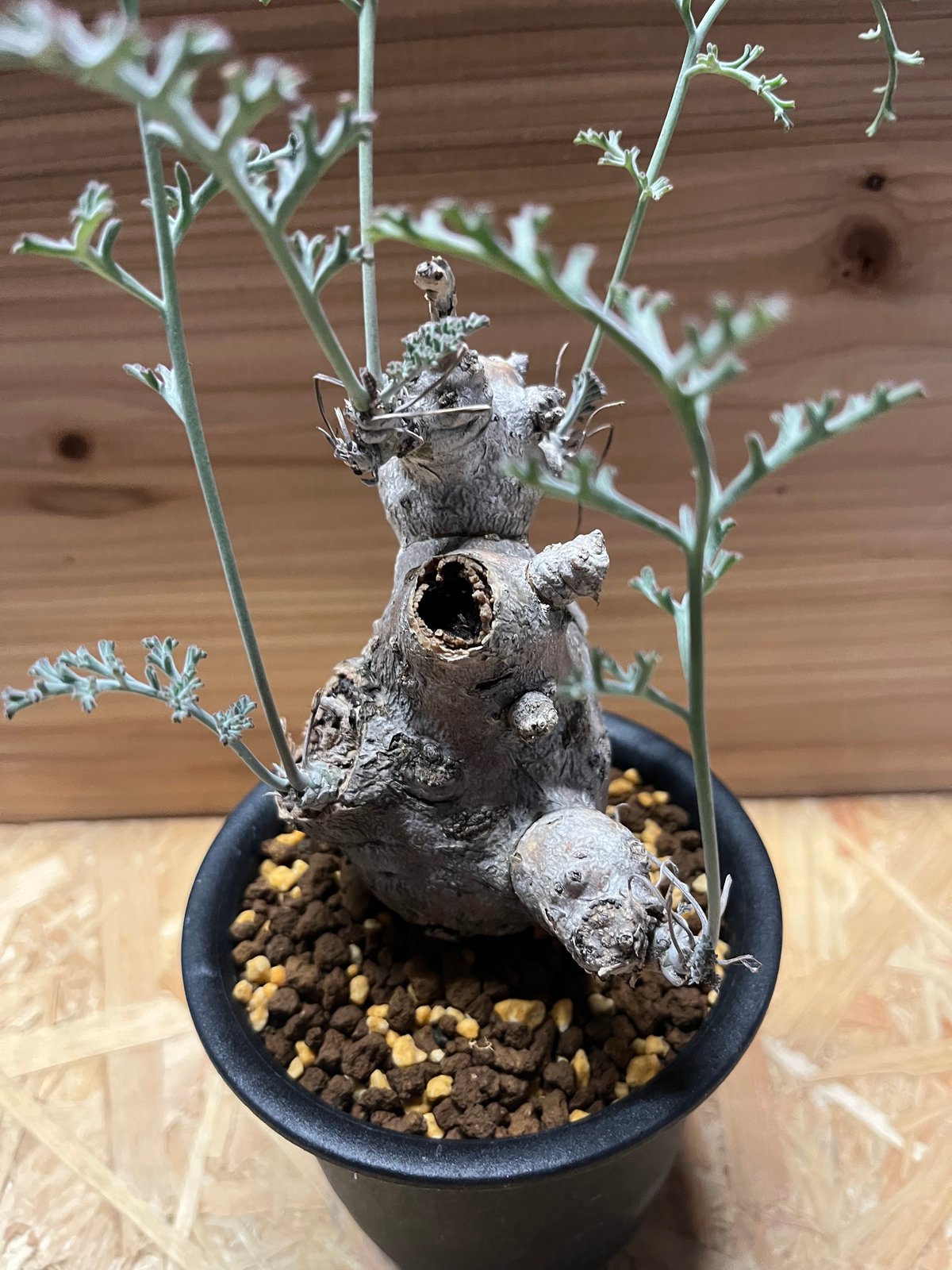 ペラルゴニウム クリズミフォリウム | GREEN LUCK