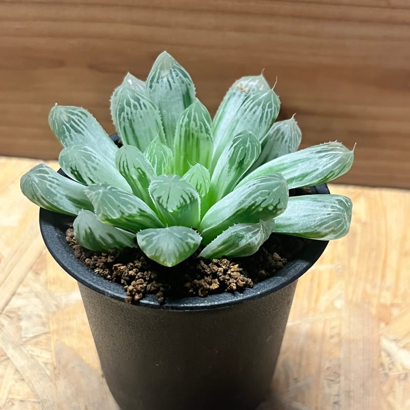 ハオルチア オブツーサ 錦 | GREEN LUCK