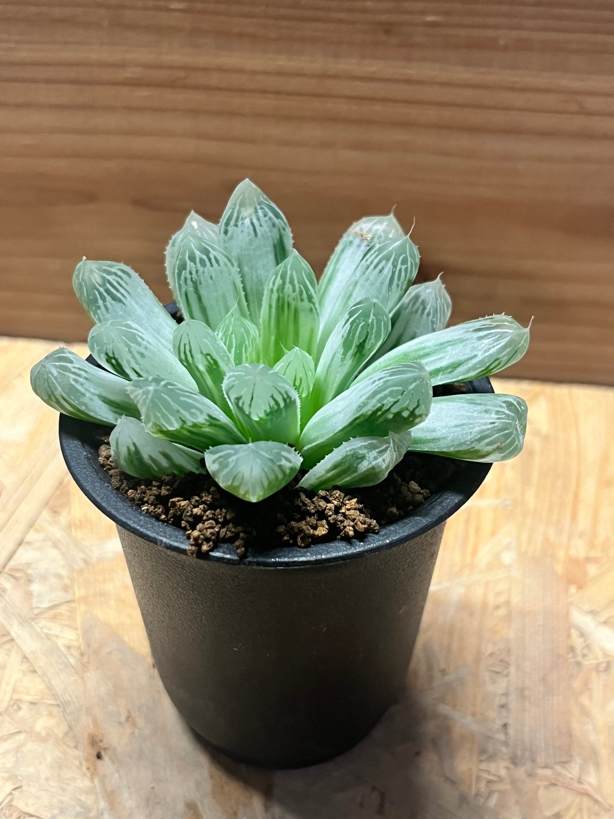 ハオルチア　オマケ ハオルチア 魔王錦 極上斑 【公式通販】