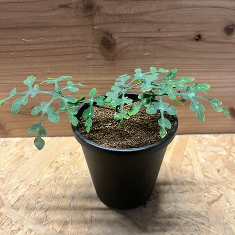 アデニアペリエリ | STORES