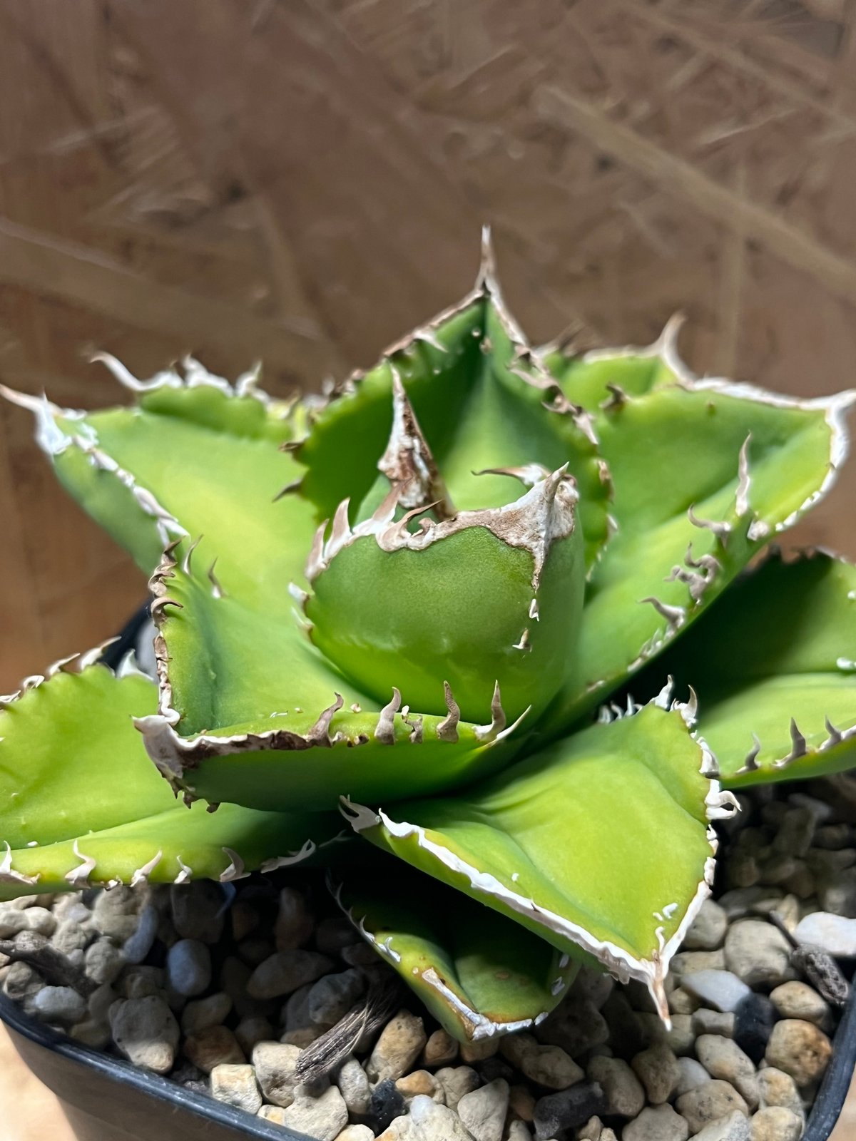 アガベ チタノタ FO-076 