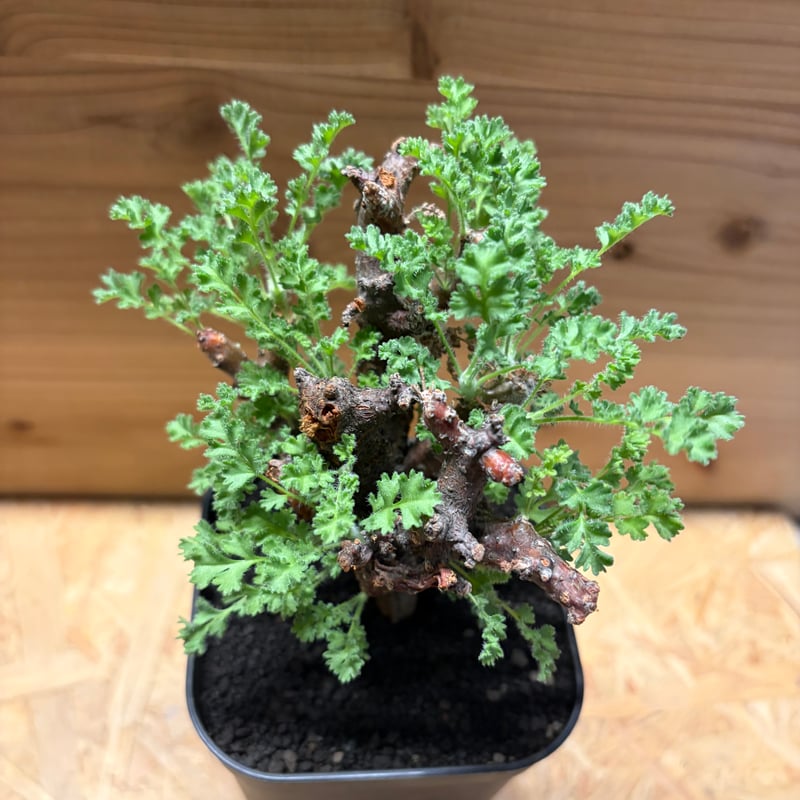 ペラルゴニウム アルテルナンス | GREEN LUCK