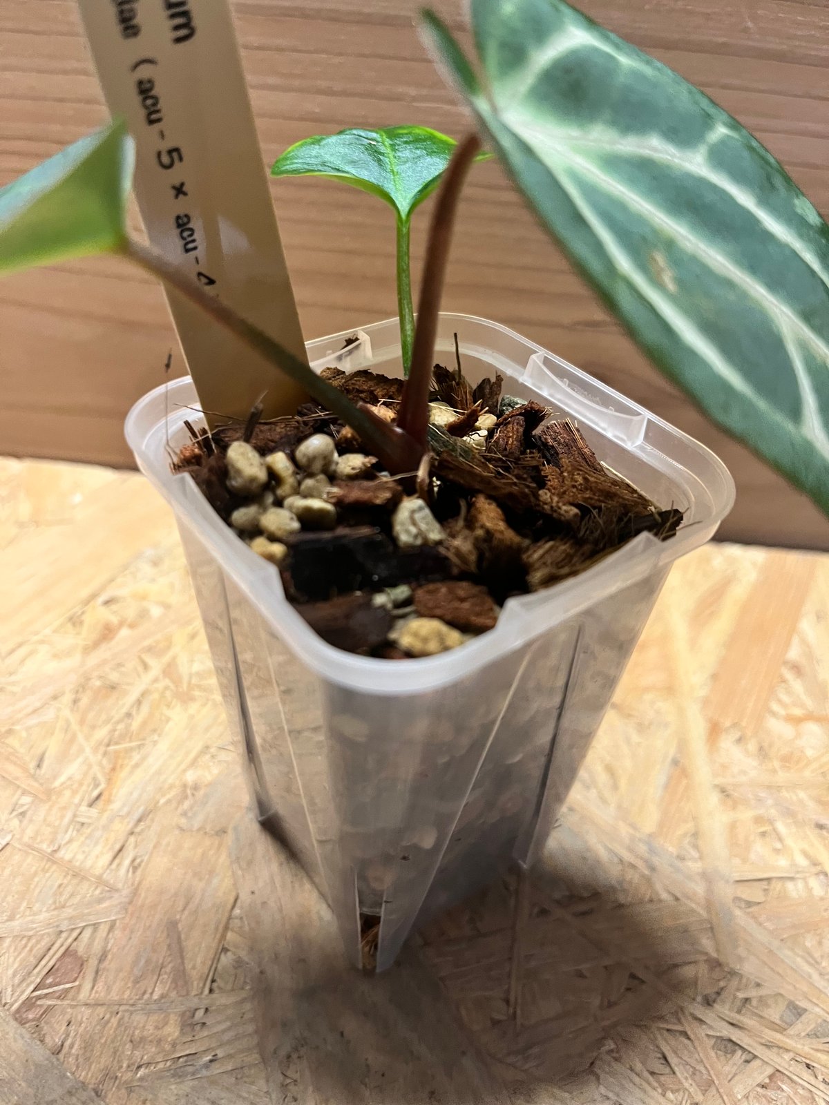 アンスリウム カーラブラッキー ナロー | GREEN LUCK