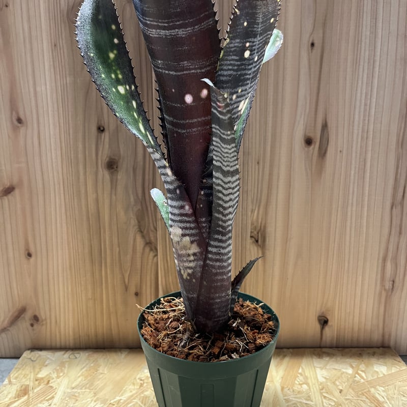 ビルベルギア オビワン | GREEN LUCK