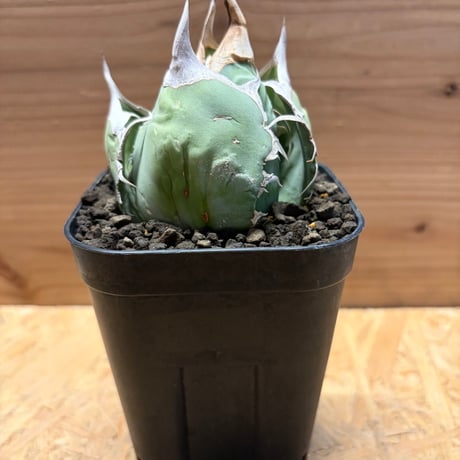 アガベチタノタ | STORES