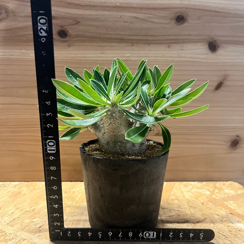 パキポディウム 恵比寿大黒 | GREEN LUCK