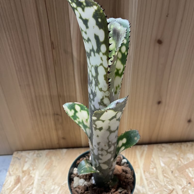 ビルベルギア メリーモナーク | GREEN LUCK