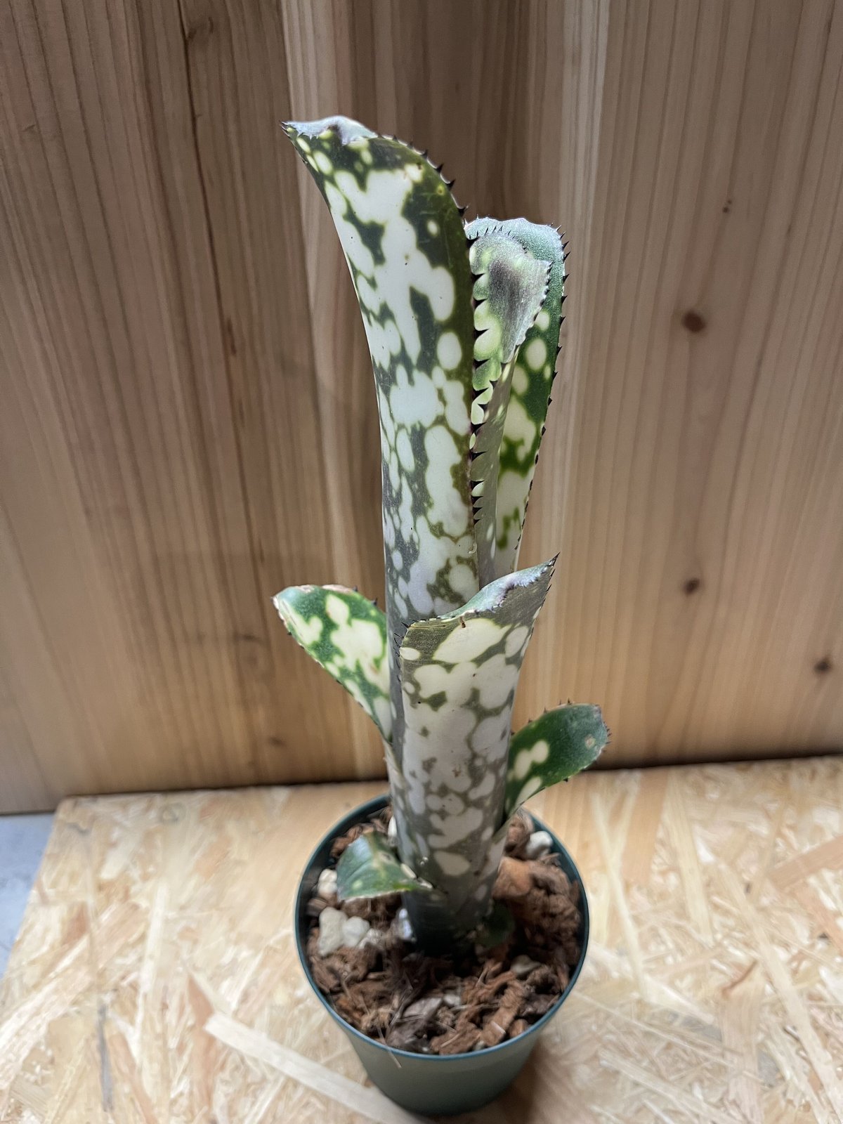 ビルベルギア・メリーモナーク Billbergia Merrie Monarch ビルベルギア メリーモナーク | GREEN LUCK