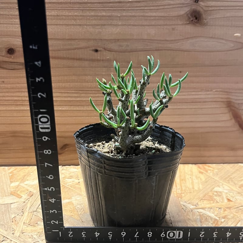 チレコドン ブッコルジアヌス | GREEN LUCK