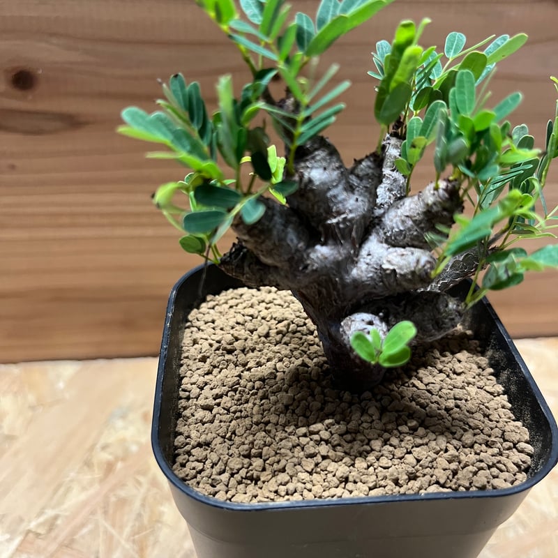 【週末限定SALE】センナ メリディオナリス センナ メリディオナリス | GREEN LUCK