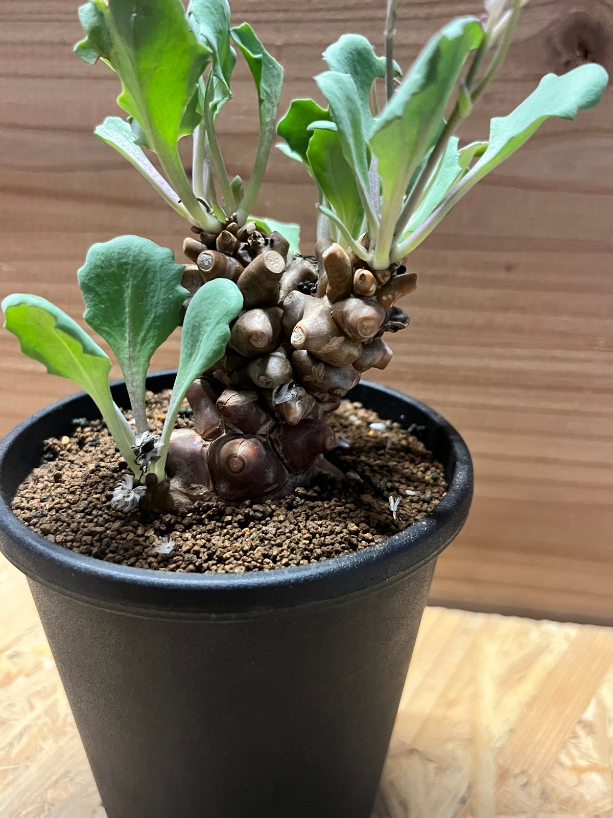 塊根植物 約10cm レア （抜き苗）オトナヘレイ Othonna herrei 塊根