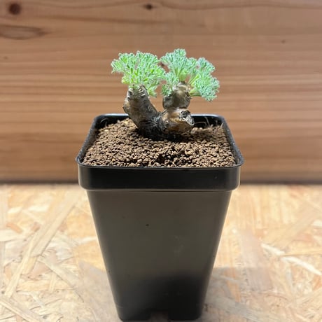 モンソニアムルチフィダ | STORES