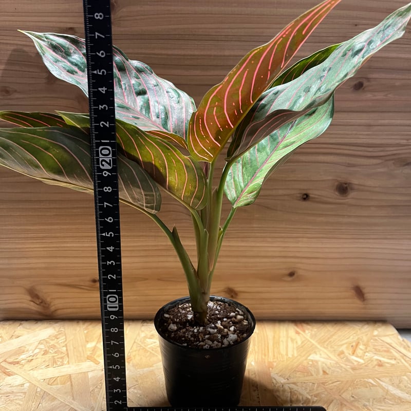 アグラオネマ レッドアーミー | GREEN LUCK