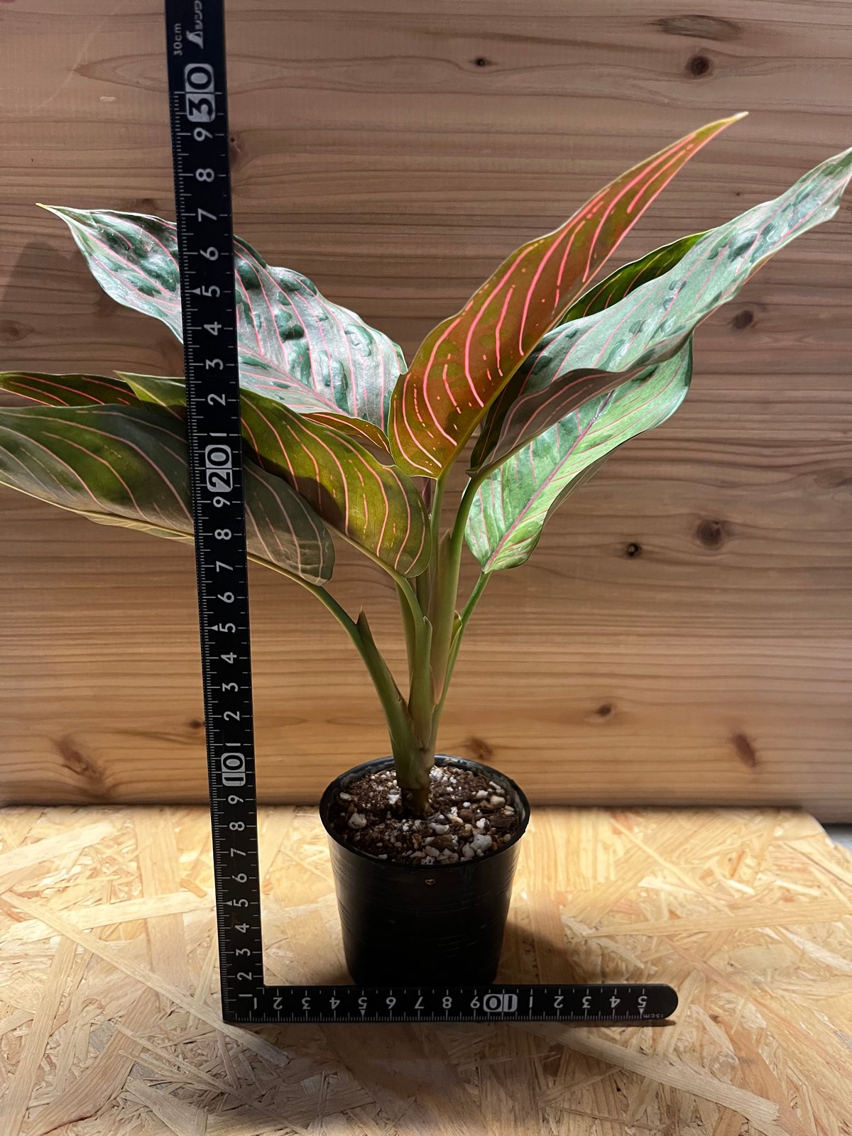 アグラオネマ レッドアーミー | GREEN LUCK