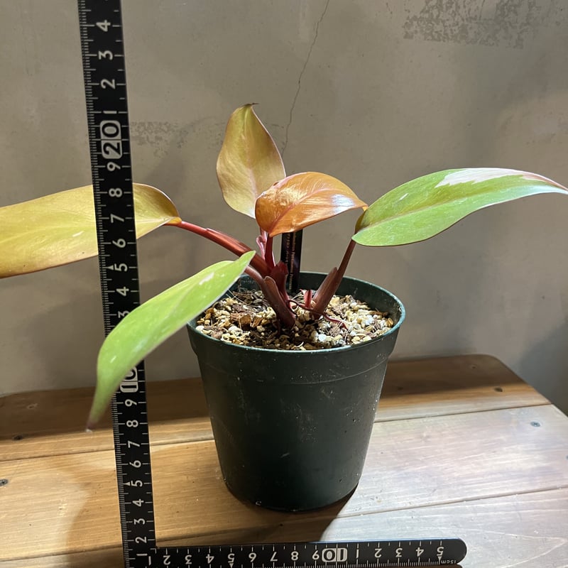 フィロデンドロン パーシモンプリンセス | GREEN LUCK