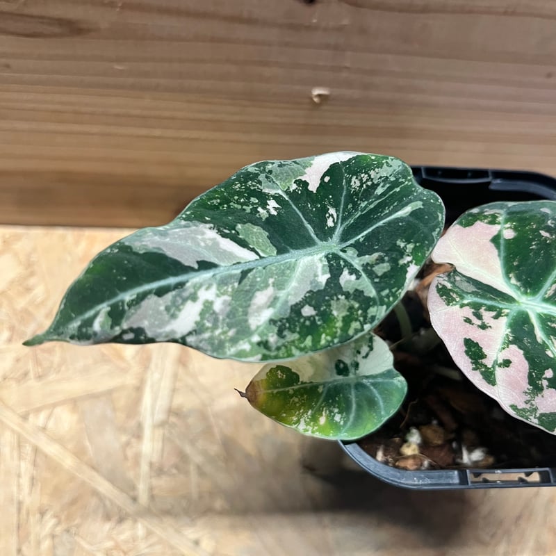 アロカシア ブラックベルベット ピンクバリエガータ | GREEN LUCK