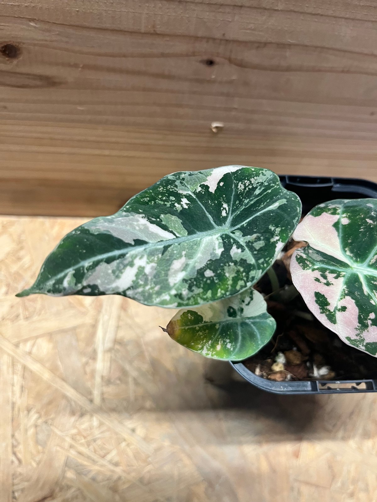 アロカシア ブラックベルベット ピンクバリエガータ | GREEN LUCK