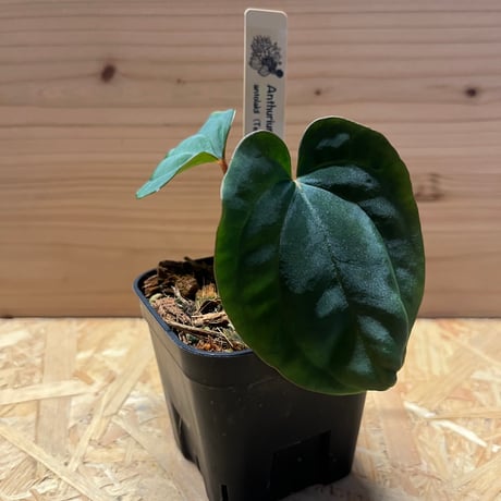 アンスリウムドレスレリー | STORES