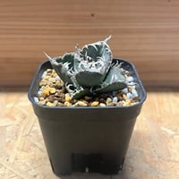 アガベ ユタエンシス エボリスピナ 実生 | GREEN LUCK