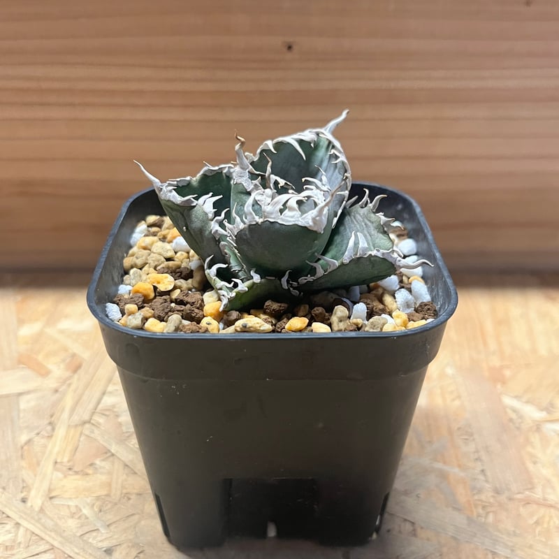 アガベ チタノタ 金剛 中株 龍門】アガベ チタノタ 特選 多肉植物 金剛 広葉優良血統株 - メルカリ