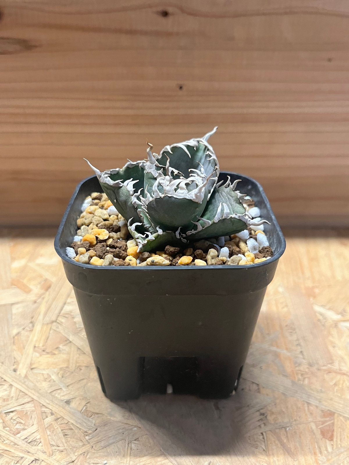 アガべ チタノタ '金剛' | GREEN LUCK