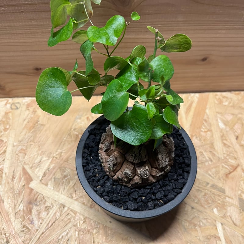 亀甲竜 ディオスコレア エレファンティペス | GREEN LUCK