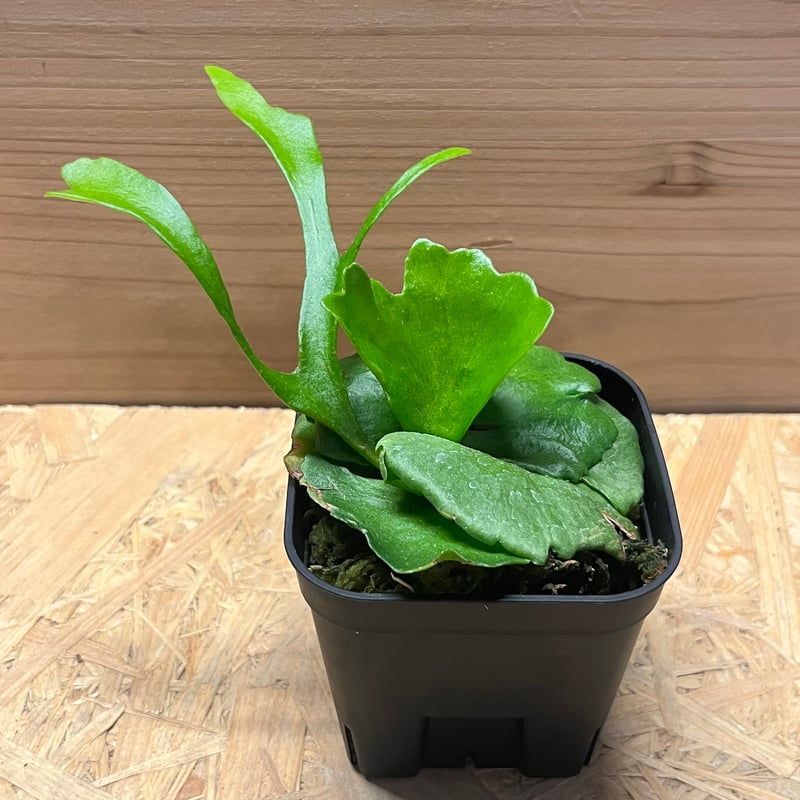 ビカクシダ　キッチャクード　大株 大株 Platycerium Mt.kitshakood Narrow ビカクシダ キッチャ